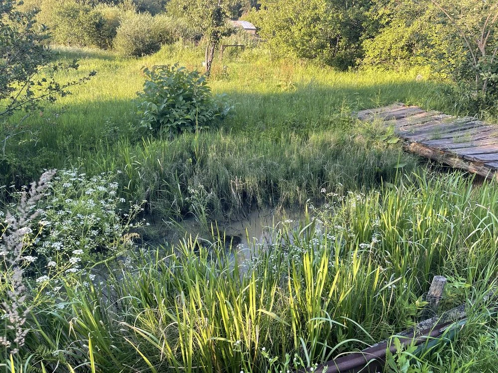 Власний куточок спокою біля лісу