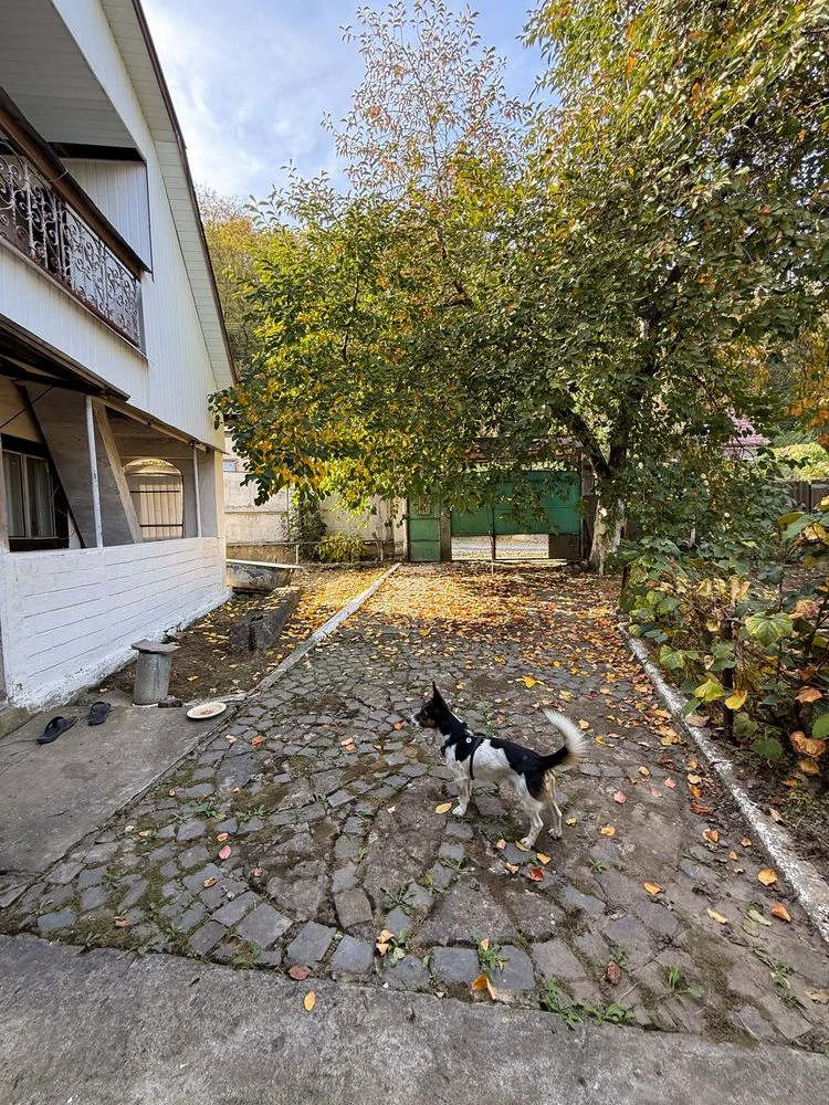 Продаж будинку під Паланком