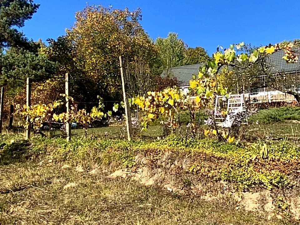 Будинок. Перечин, Підгірна