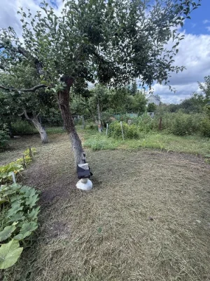 Sale of a country house in the town of Bila Chervya, Sukhiy Yar