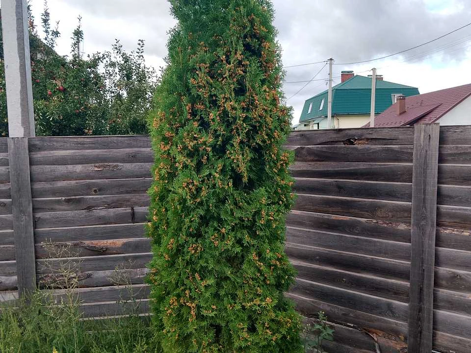 Будинок. Бориспіль, Розумовського вул.