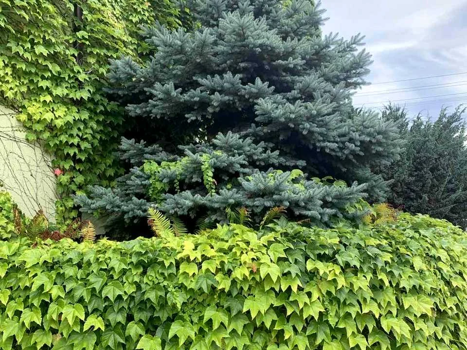 Будинок. Вишгород, Ромашкова