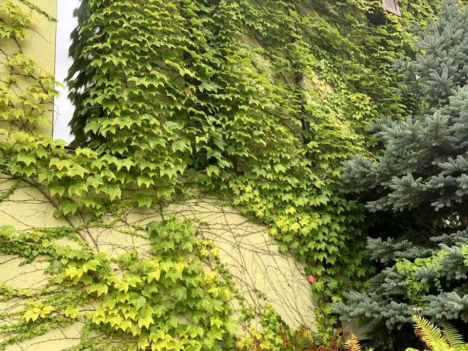 Будинок. Вишгород, Ромашкова