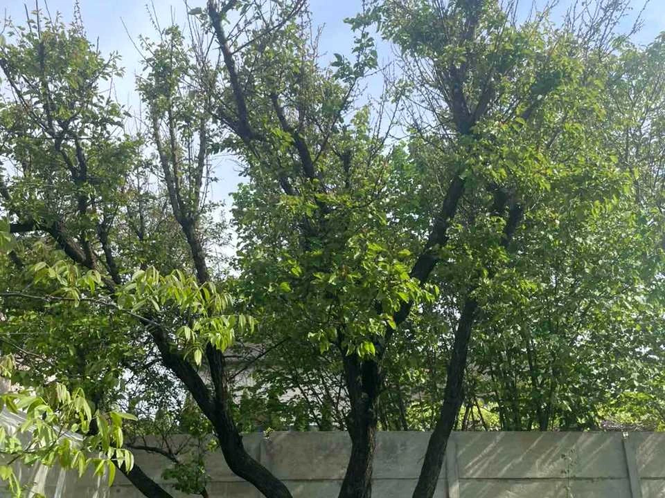 Будинок. Вишгород, вулиця Садова