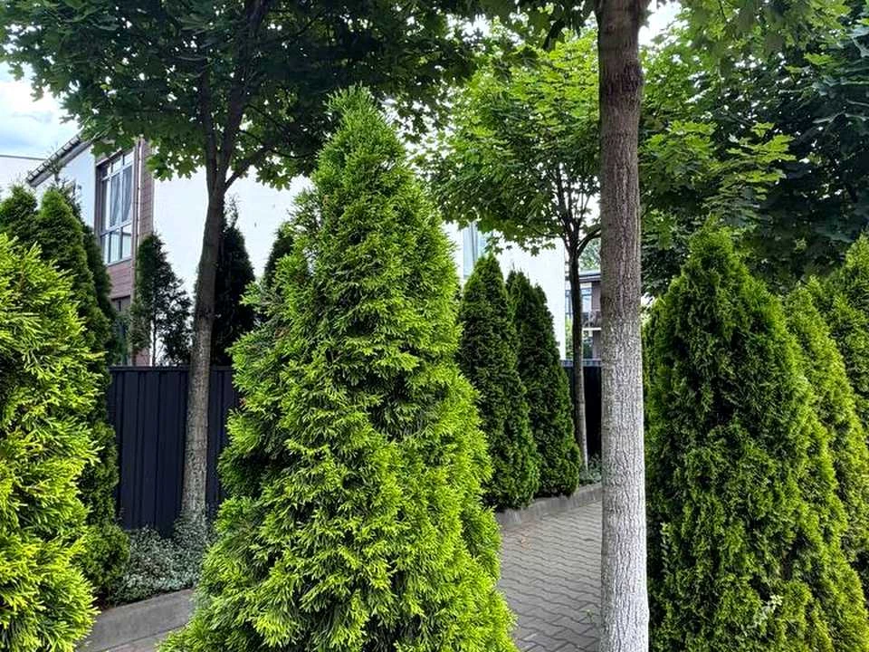 Дом. Ирпень, Лучшая улица