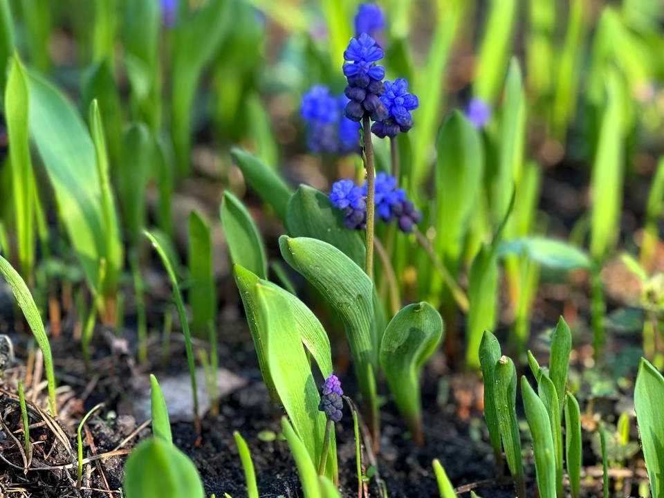 Будинок. Ірпінь, вулиця Академіка Ромодонова