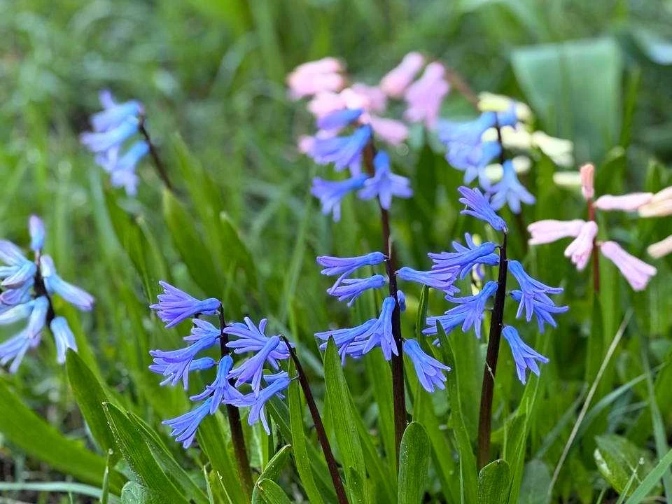Будинок. Ірпінь, вулиця Академіка Ромодонова