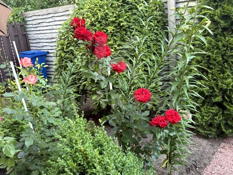 Будинок. Ірпінь, Давидчука вул., 59Б/