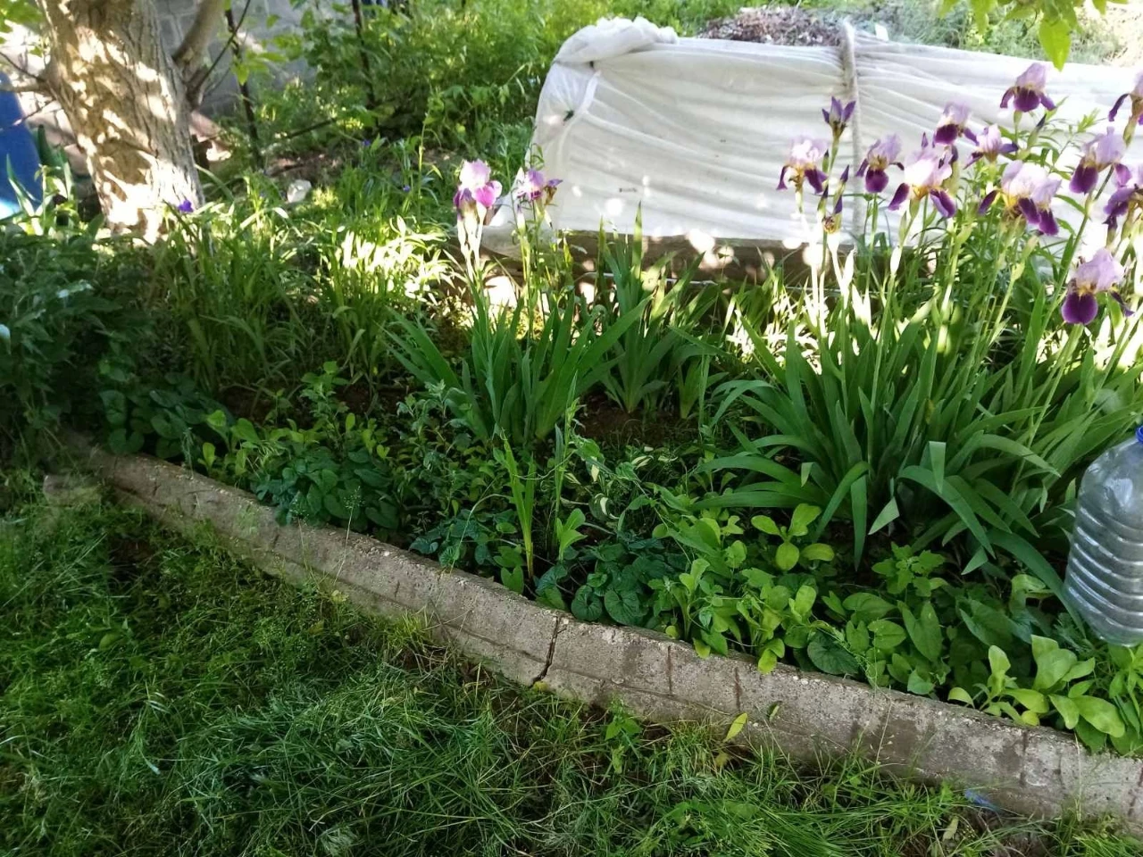 Продається дача Київська область