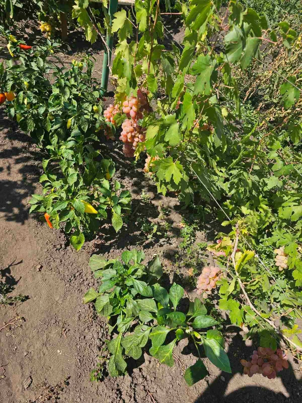 Продається будинок біля самого центру міста, м. Долинська, в