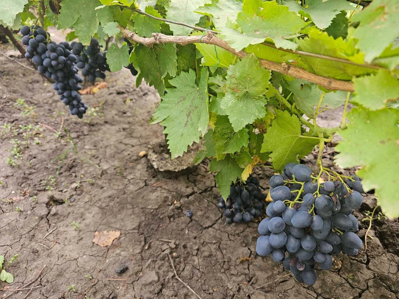 Продається будинок біля самого центру міста, м. Долинська, в