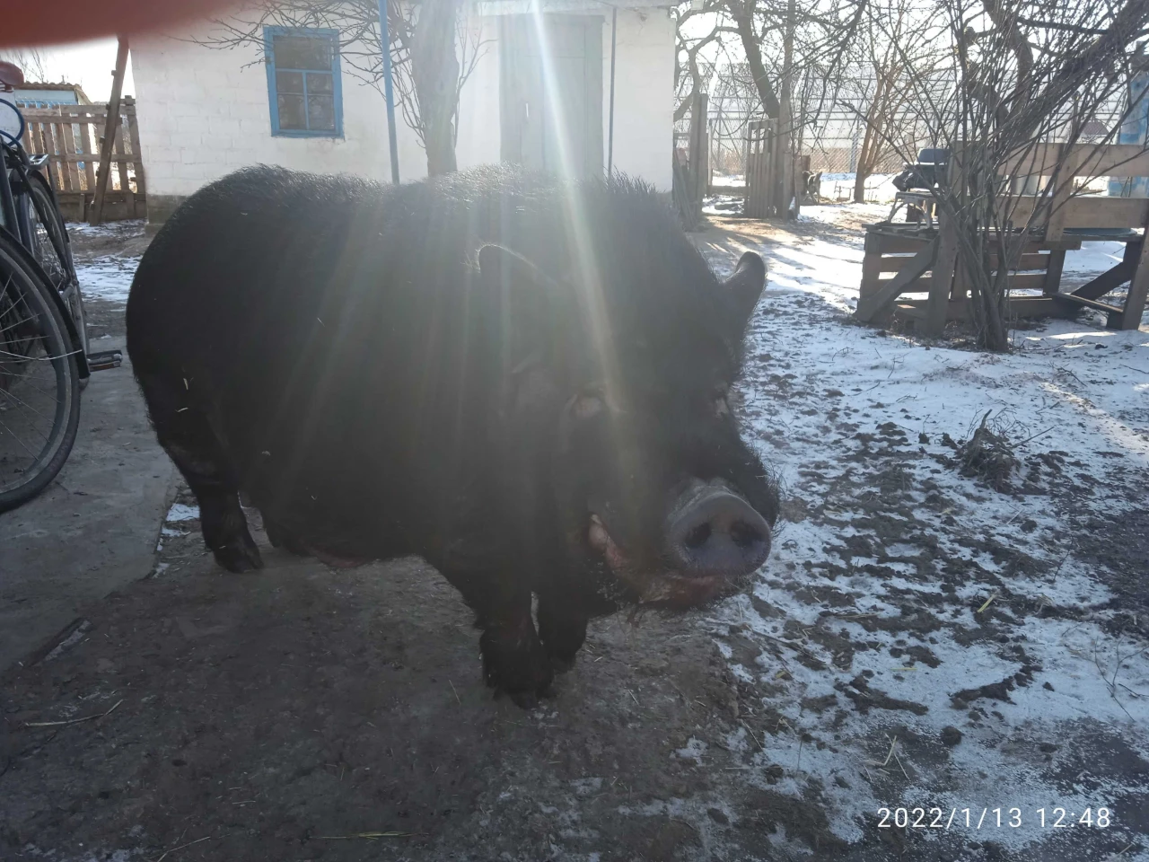Дом с подсобным хозяйством, с большим участком земли в город