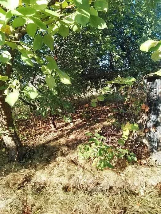 ДАЧА в садовом обществе РАССВЕТ-2(СВІТАНОК-2)