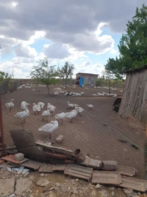 Продам будинок  в миколаївський області