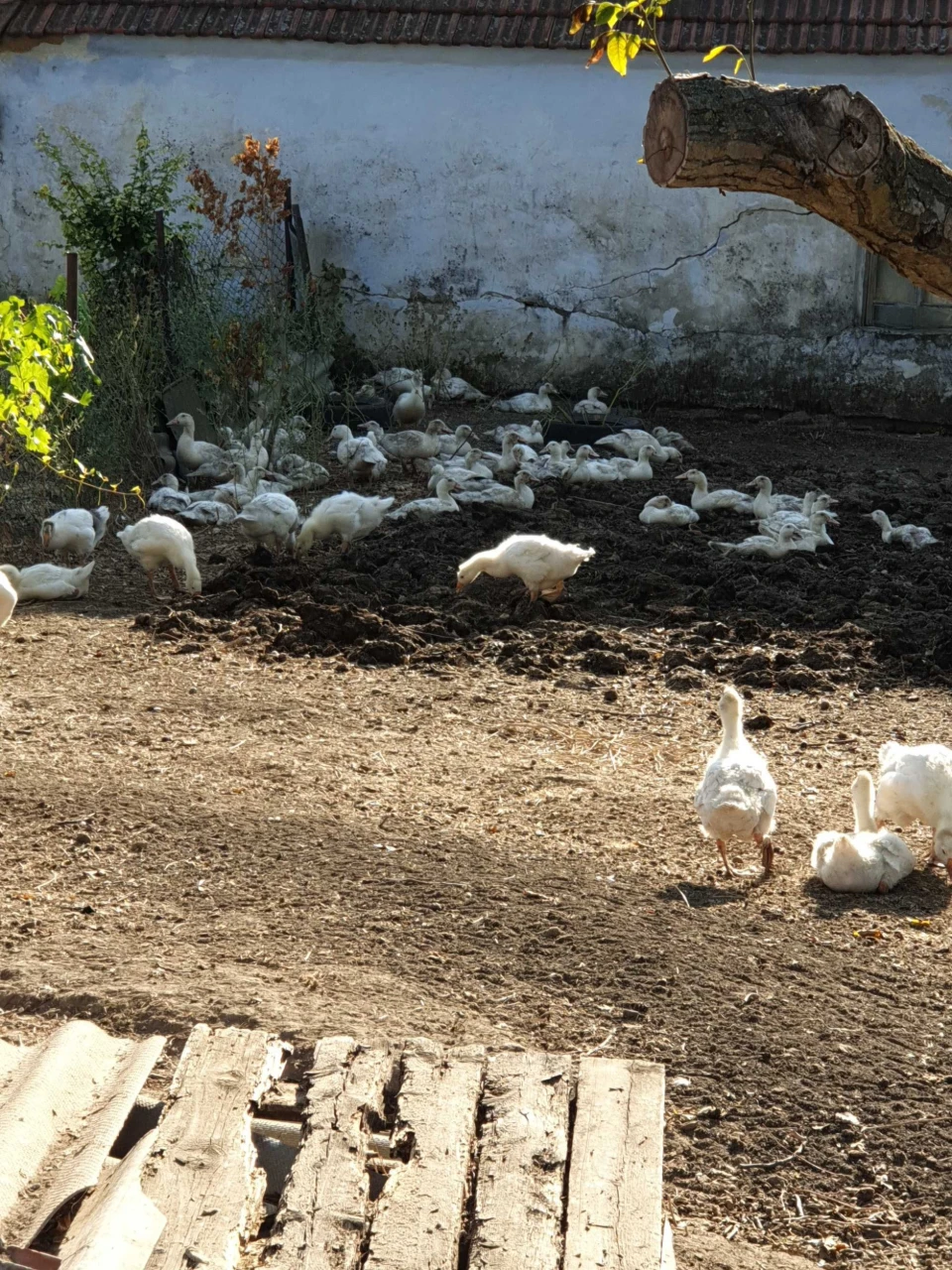 Продам будинок  в миколаївський області