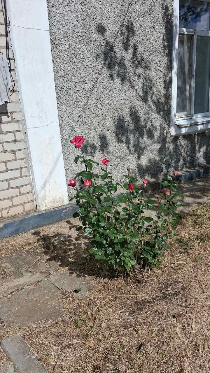 Приватний будинок