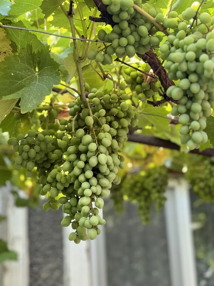 Продам будинок м.Балта