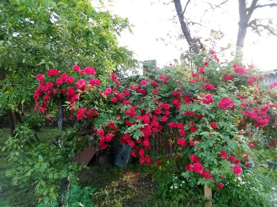 Продам свой дом с ремонтом . Район Роща.