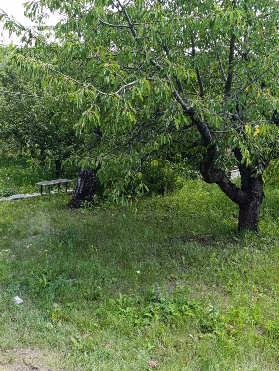 Продается приватизированная дача