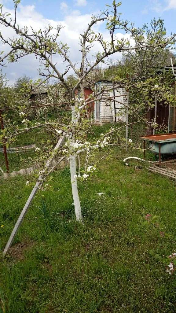 Продам дачний участок с.Збруч