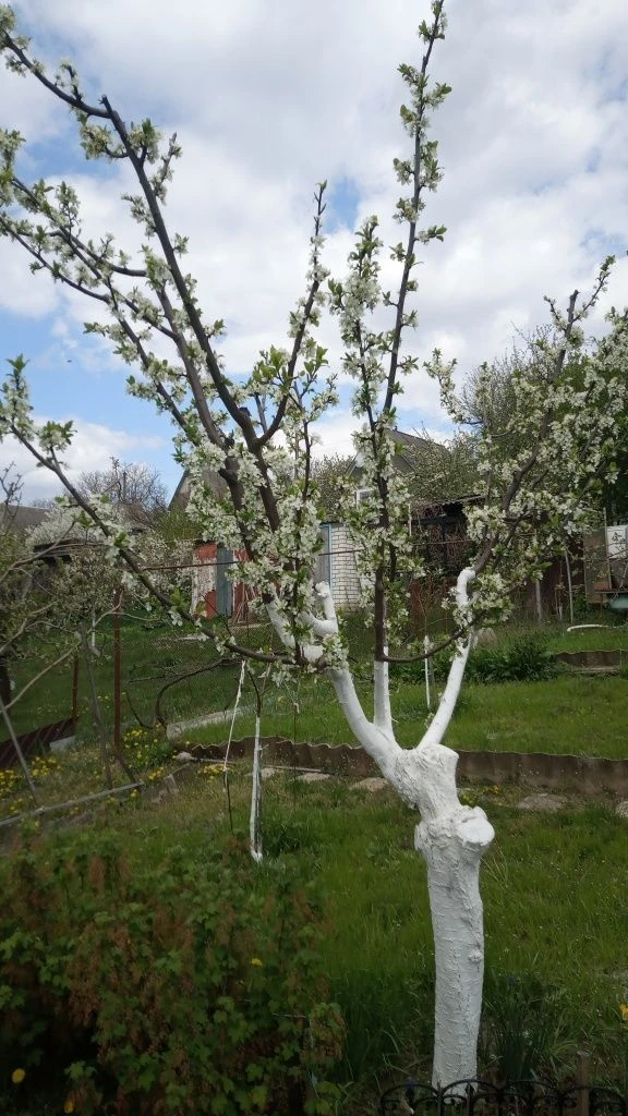 Продам дачний участок с.Збруч