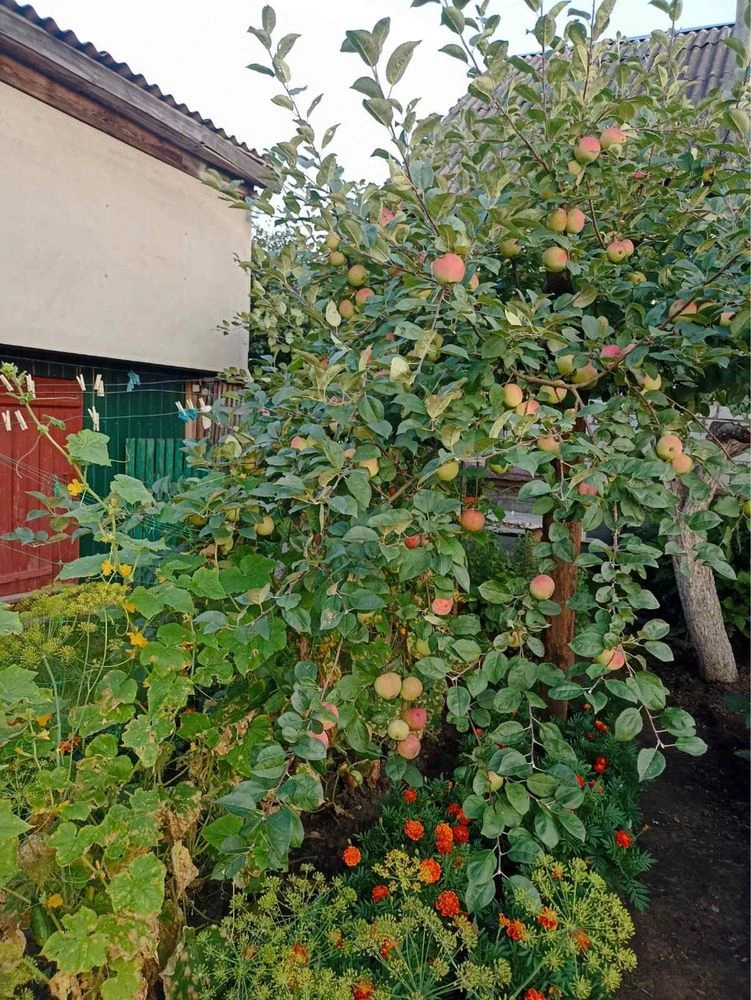 Продається будинок в м.Новгород-Сіверський