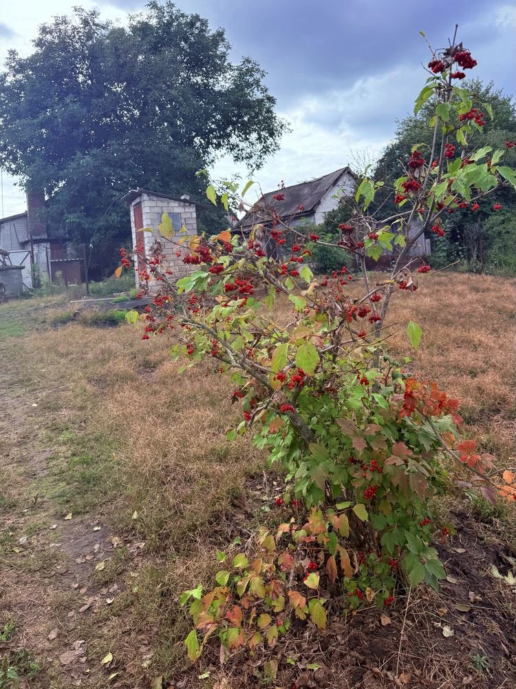 Продам будинок , Білецьківка
