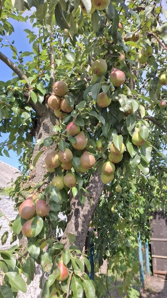 Продам будинок на 2 квартири, нагірна частина, Сертифікат