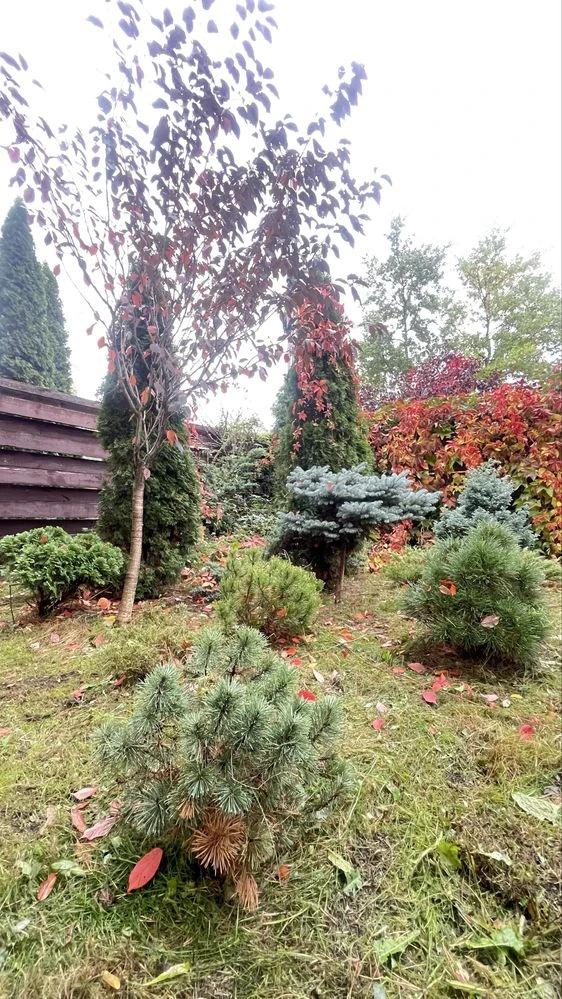 Дуплекс в лісовій частині Бучі