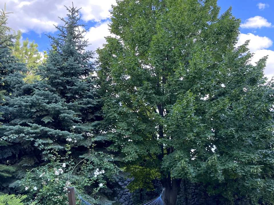 Будинок. Буча, Лесі Українки вул.