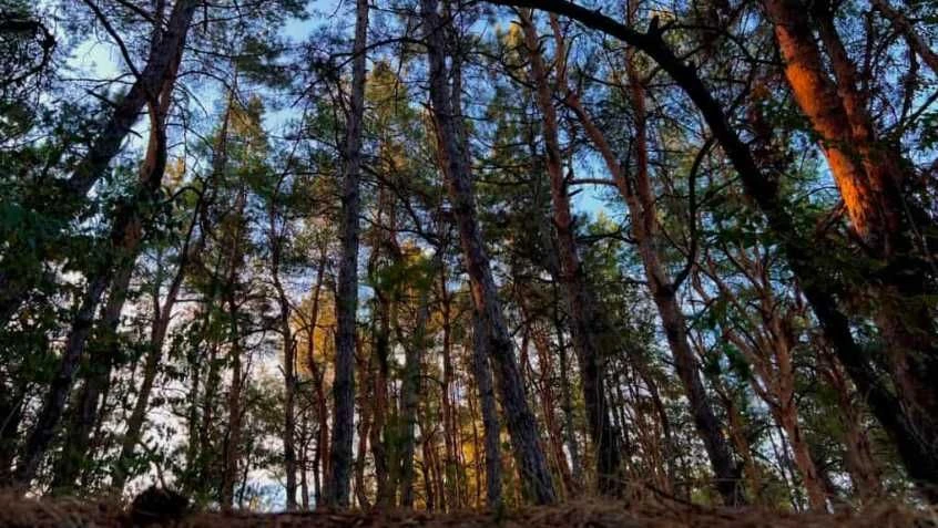 Садовий будинок на ділянці 1,2 га,(Без Сусідів), оточена сос