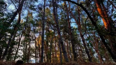 Садовий будинок на ділянці 1,2 га,(Без Сусідів), оточена сос