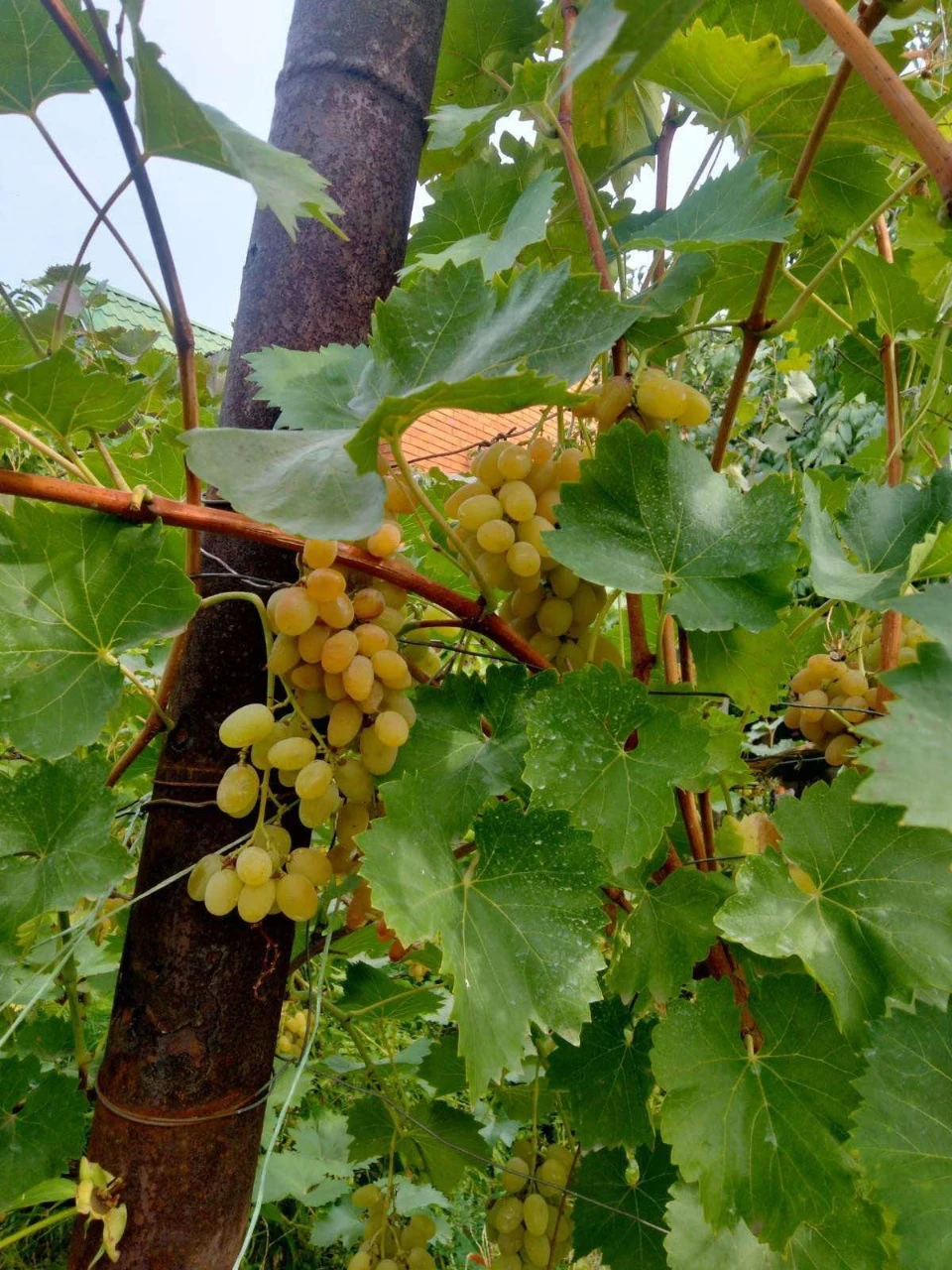 Продам будинок у місті