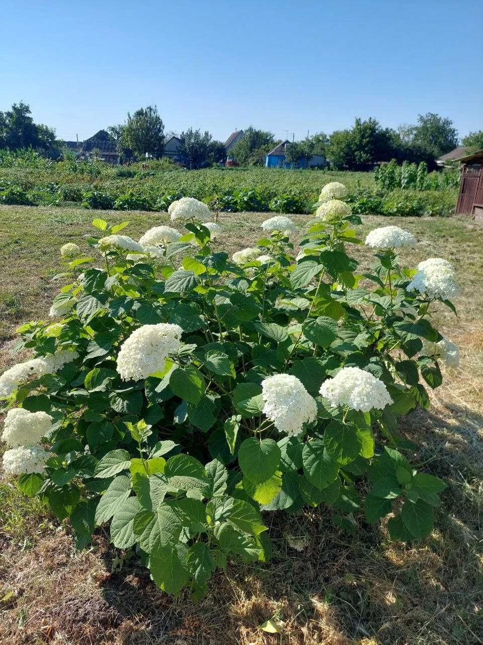 Продам будинок від власника
