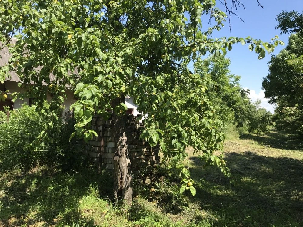 Продам будинок,дачу,особняк,земля