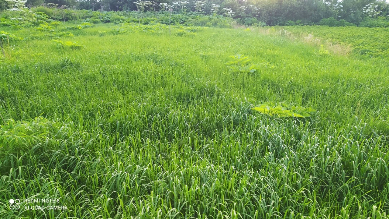 Продам дачні ділянки