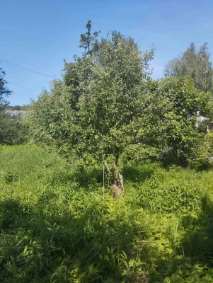 Продам дачу ділянку ,садівники масив 'Білий налив"