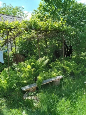 Продам дачу ділянку ,садівники масив 'Білий налив"