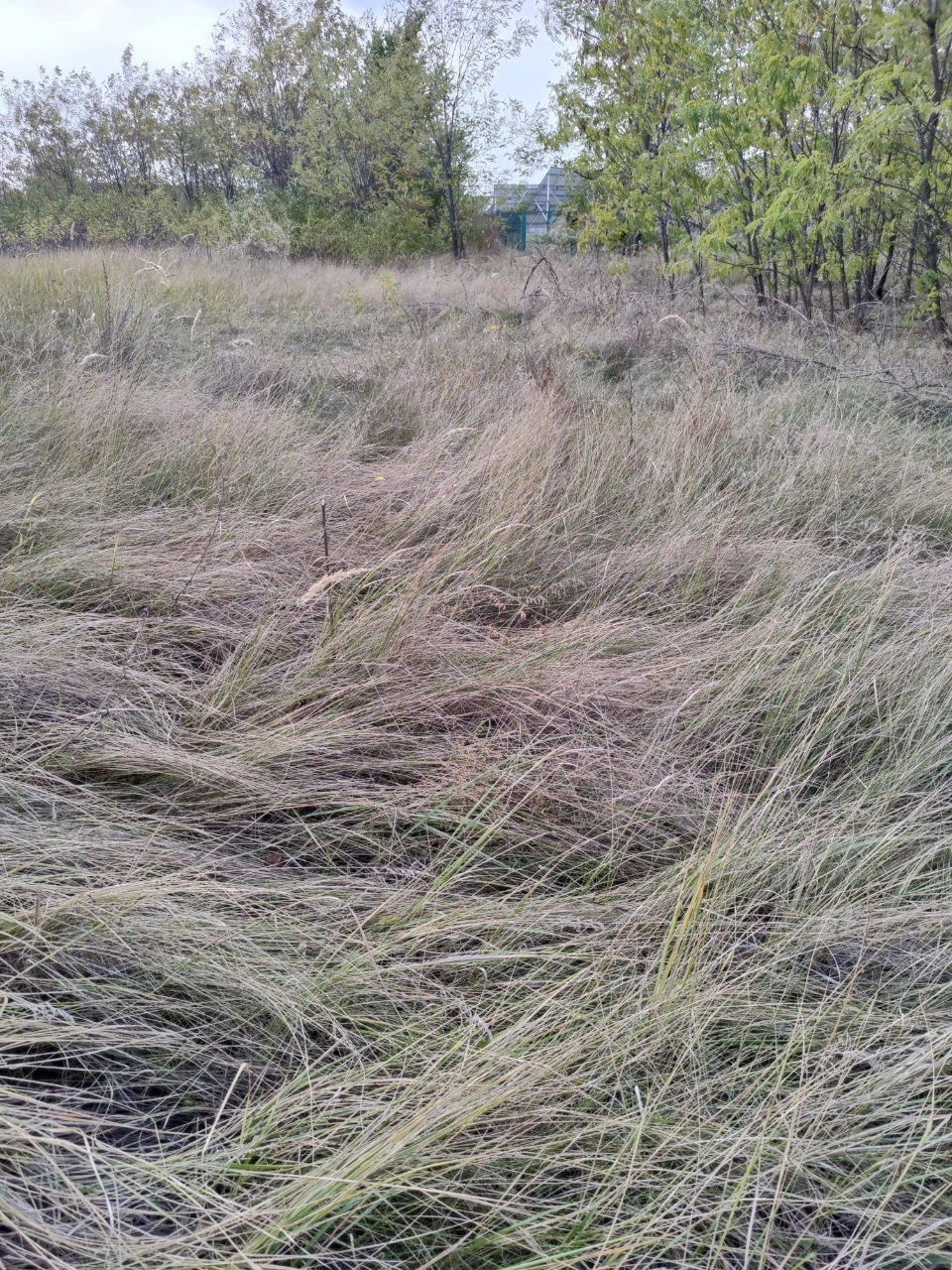 Земельна ділянка