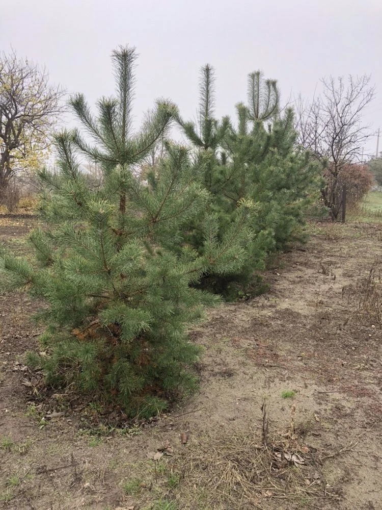 Земельный участок в районе Елизаветовки