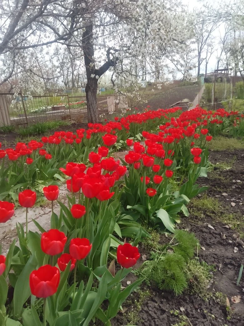 Продам дачну ділянку