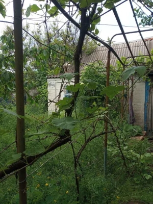 Продам дачу в ц-городском районе
