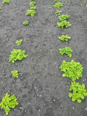 Продам пай 2.5 га