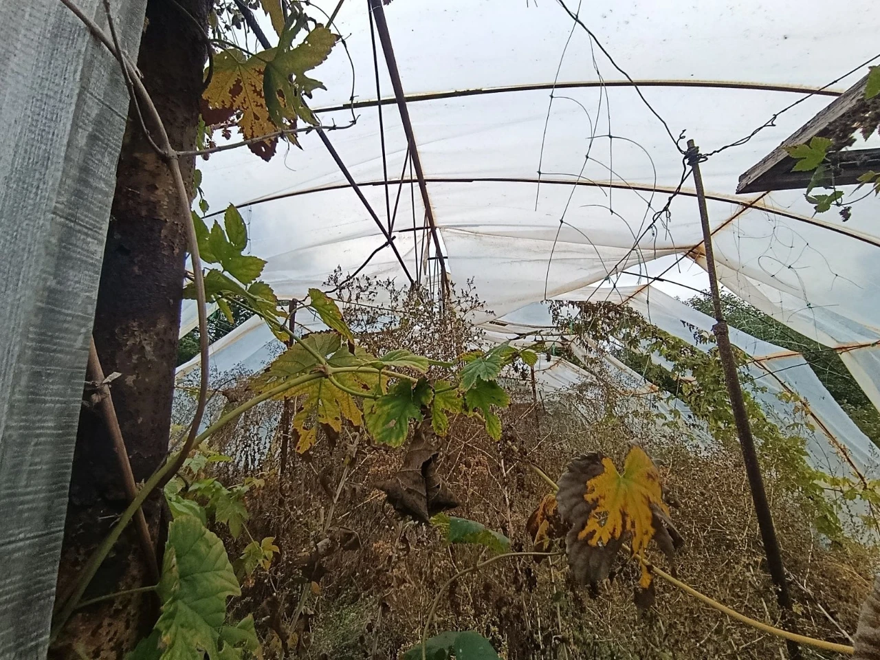 Продам теплицю Павлоград 6х14х3