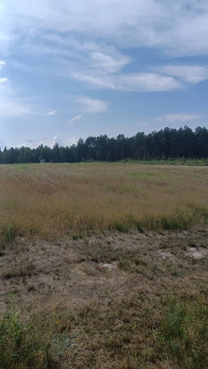 Продається готовий бізнес проєкт. Поле 2 гектари з малиною.