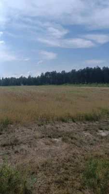 Продається готовий бізнес проєкт. Поле 2 гектари з малиною.