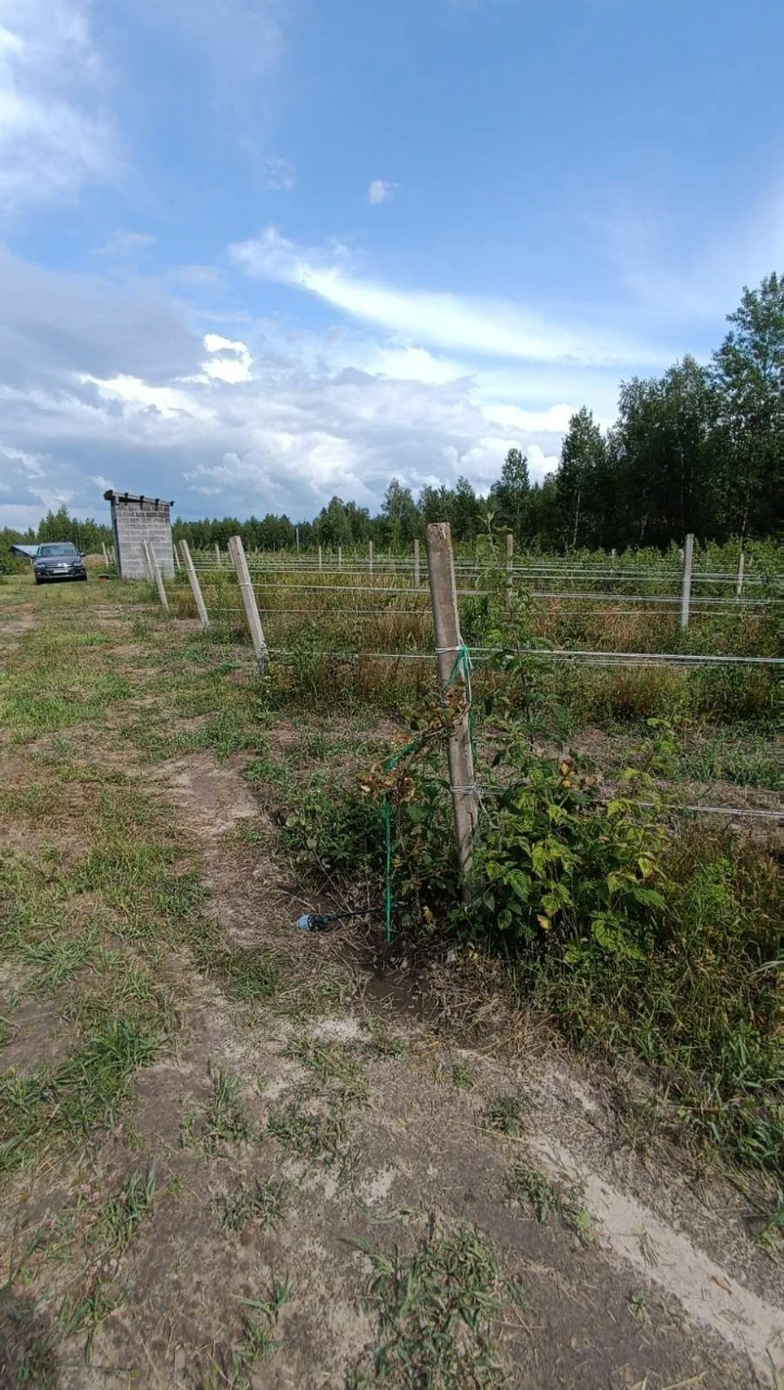 Продається готовий бізнес проєкт. Поле 2 гектари з малиною.