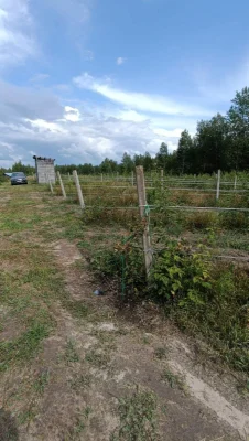 Продається готовий бізнес проєкт. Поле 2 гектари з малиною.
