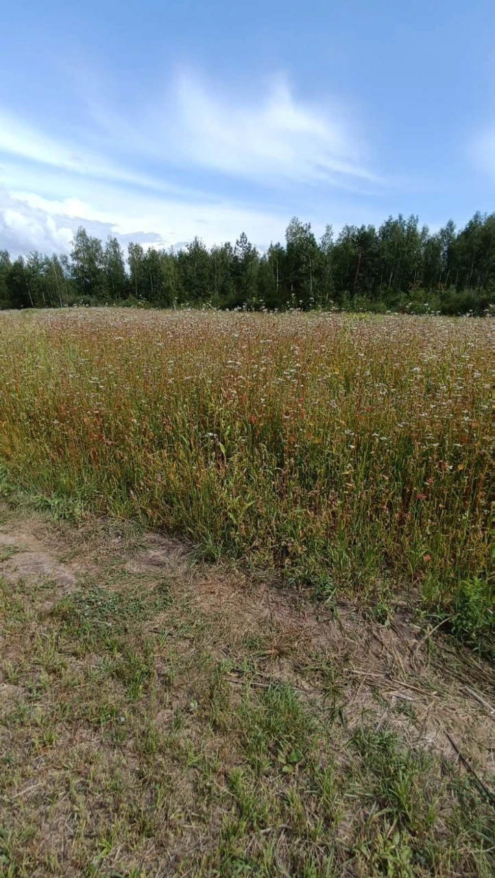 Продається готовий бізнес проєкт. Поле 2 гектари з малиною.