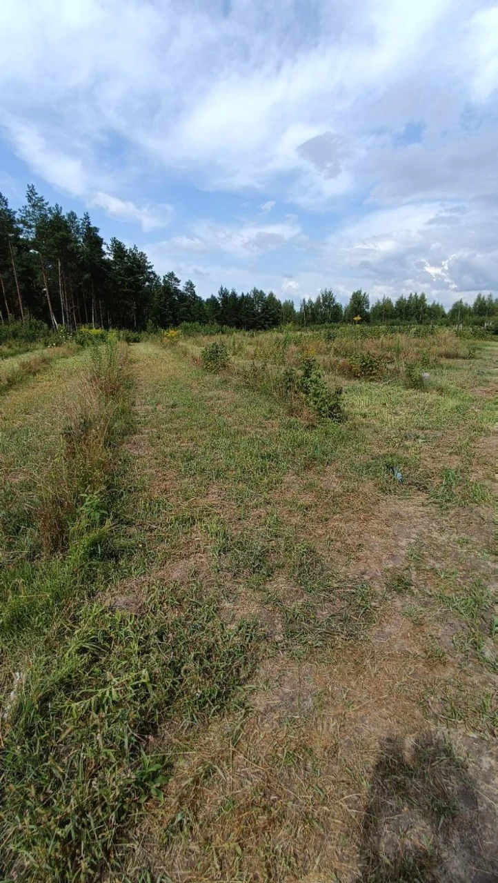 Продається готовий бізнес проєкт. Поле 2 гектари з малиною.